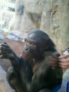 Monkey at the Zoo