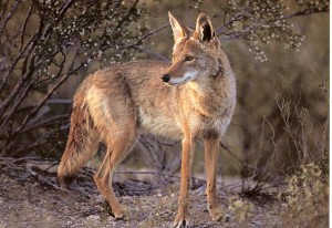 Coyote