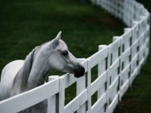 white horse picket fence