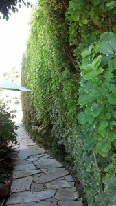 Francesca's Garden Hedge