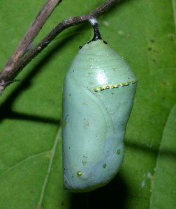 Monarch Chrysalis