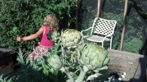 artichokes