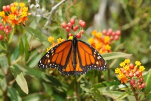 Monarch Butterfly in the Garden