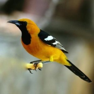 Hood Oriole like the one that stopped to get a drink from the birdbath!