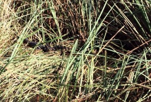 See If You Can Find The Baby Alligators In This Photo Everglades