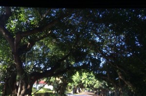 Driving Under Banyan Trees Lining An Avenue in Coral Gables