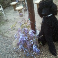 Bryon in the children's garden
