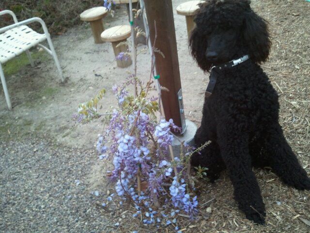 Bryon in the children's garden