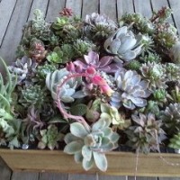 Hanging Planter