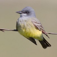 Cassin's Kingbird