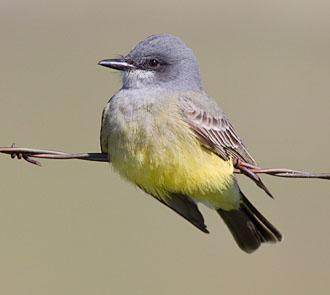 Cassin's Kingbird