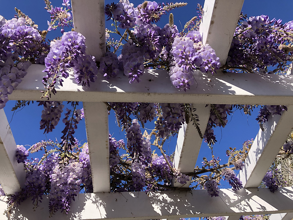 Present time wisteria bloom at author Francesca Filanc's garden.