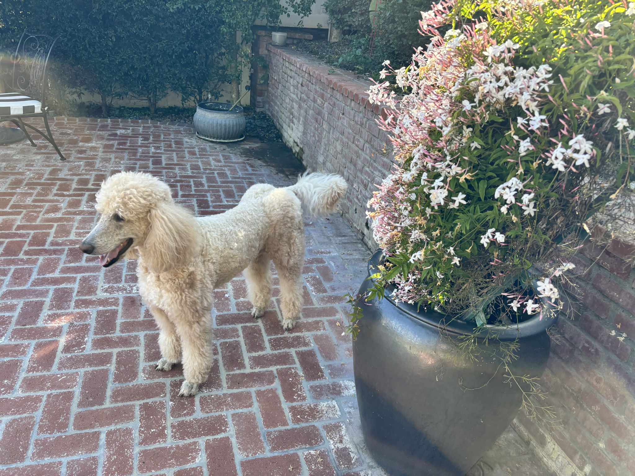 GARDEN SURROUNDINGS: Enjoying Our Pets In The Garden