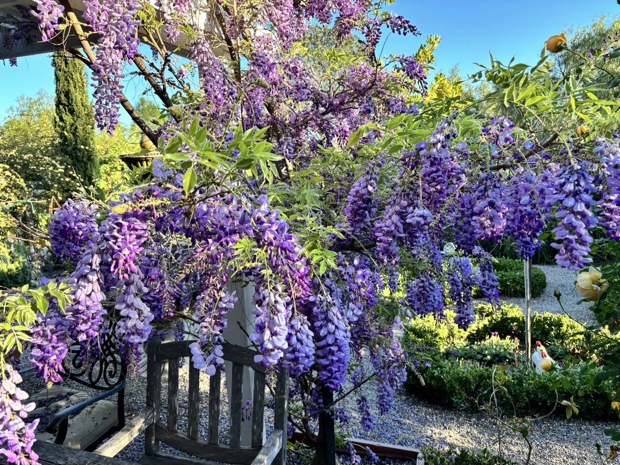 GARDEN SURROUNDINGS: Alive With Purple In The Garden