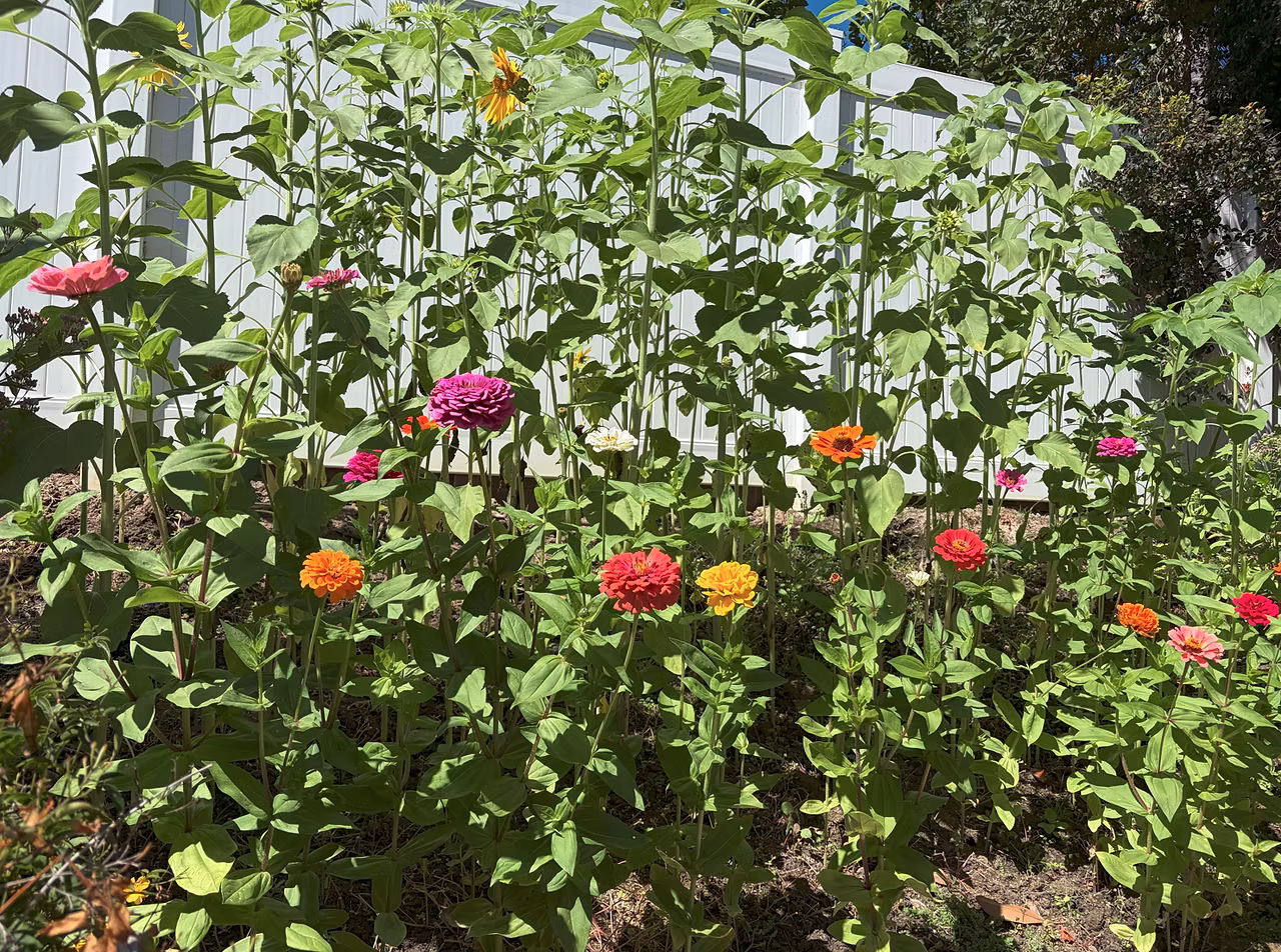GARDEN SURROUNDINGS: Phenomenal Experiences in Nature
